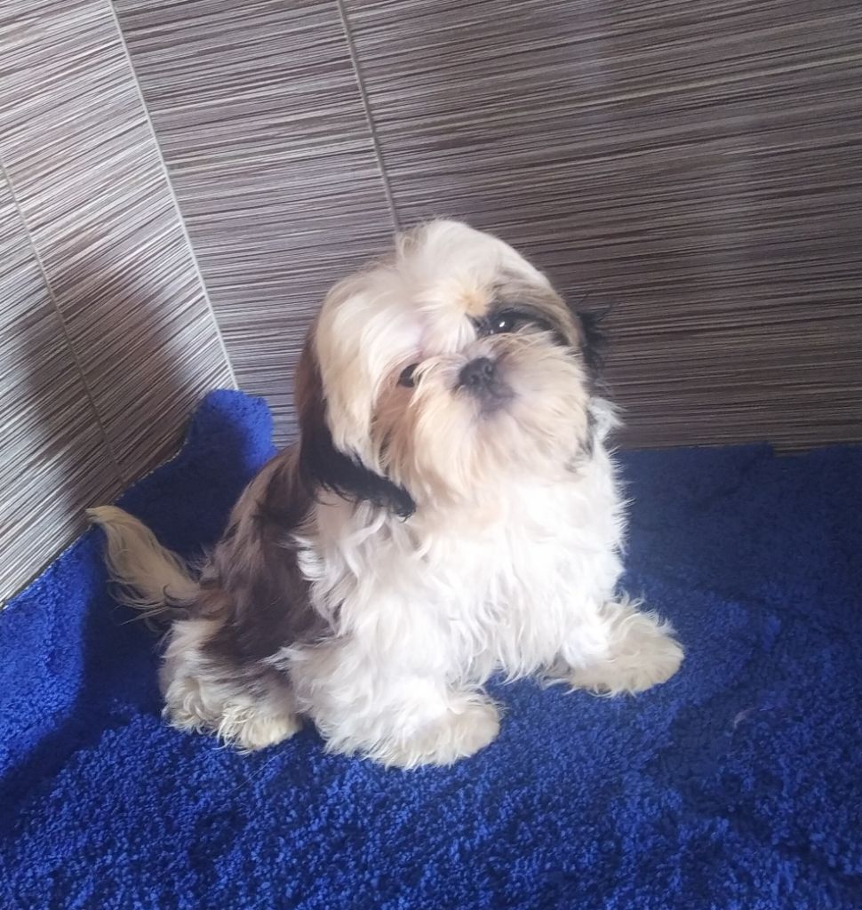 chiot Shih Tzu du Rivage des Nacres