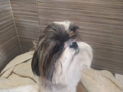 du Rivage des Nacres - Chiot disponible  - Shih Tzu