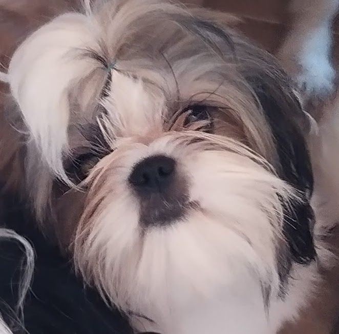 du Rivage des Nacres - Chiot disponible  - Shih Tzu