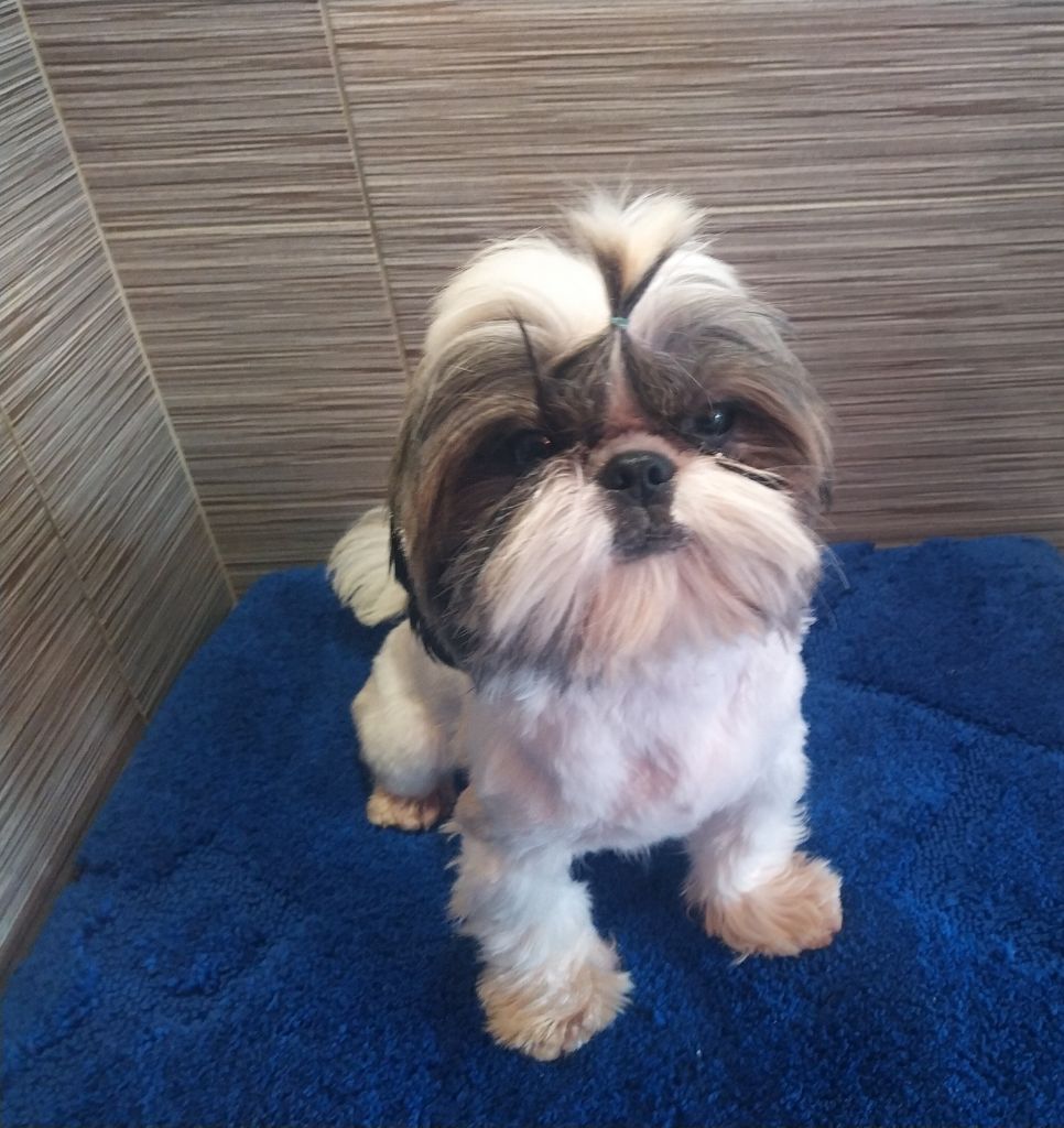 du Rivage des Nacres - Chiot disponible  - Shih Tzu