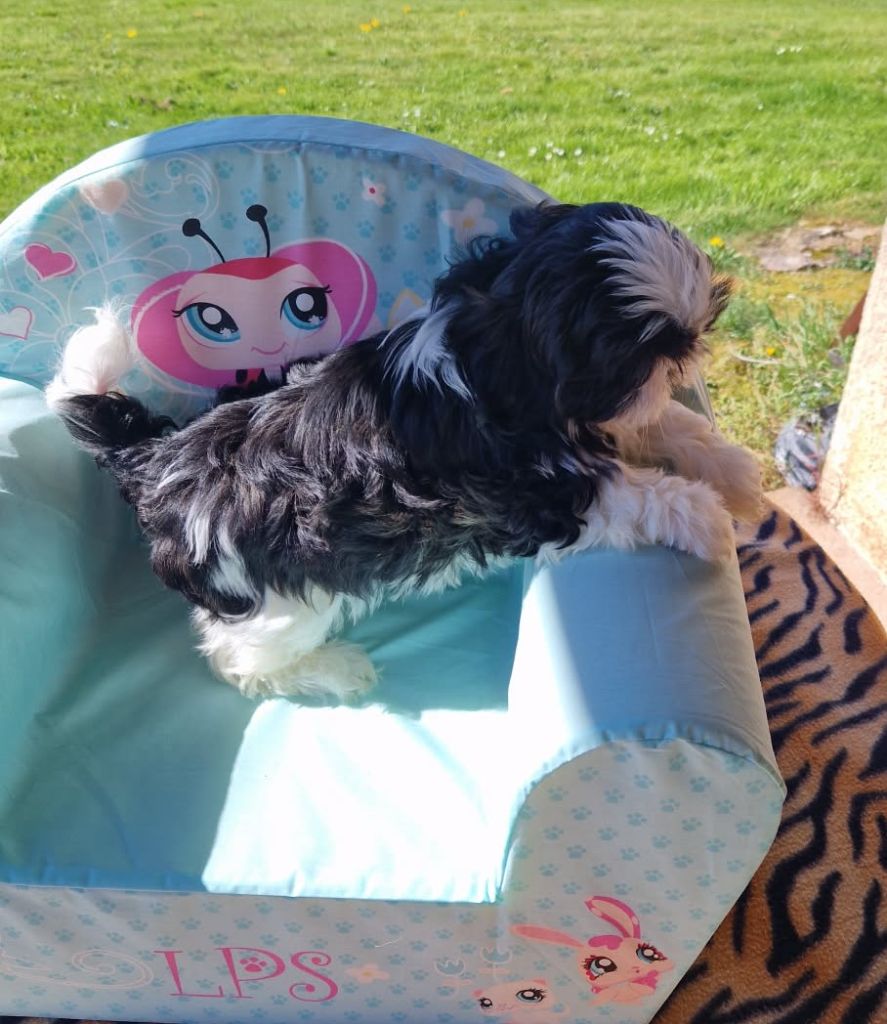 SHIH TZU DISPONIBLES