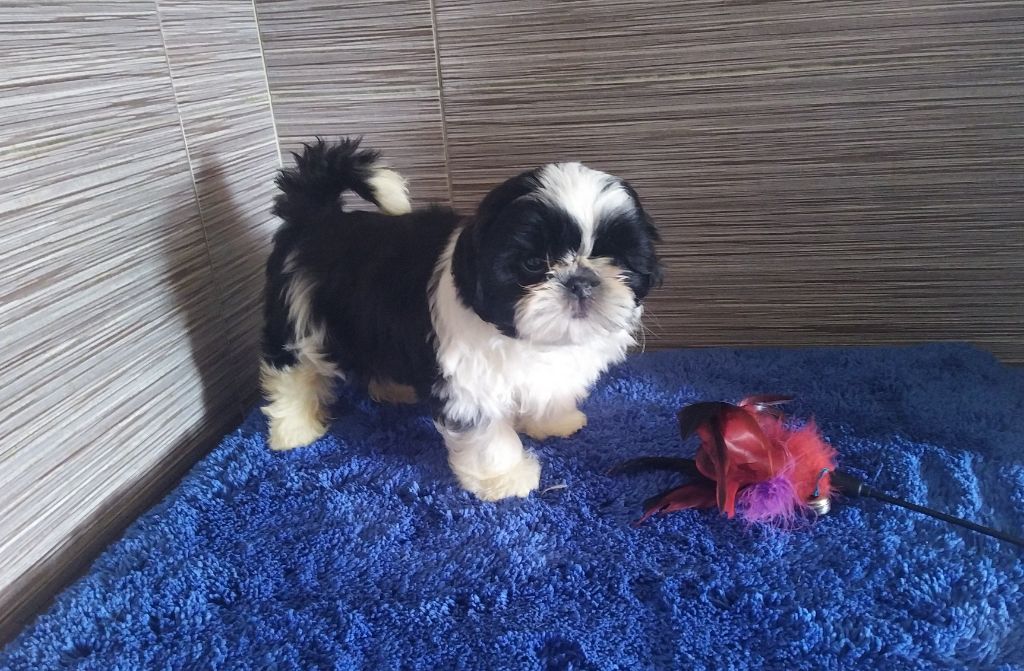 du Rivage des Nacres - Chiots disponibles - Shih Tzu
