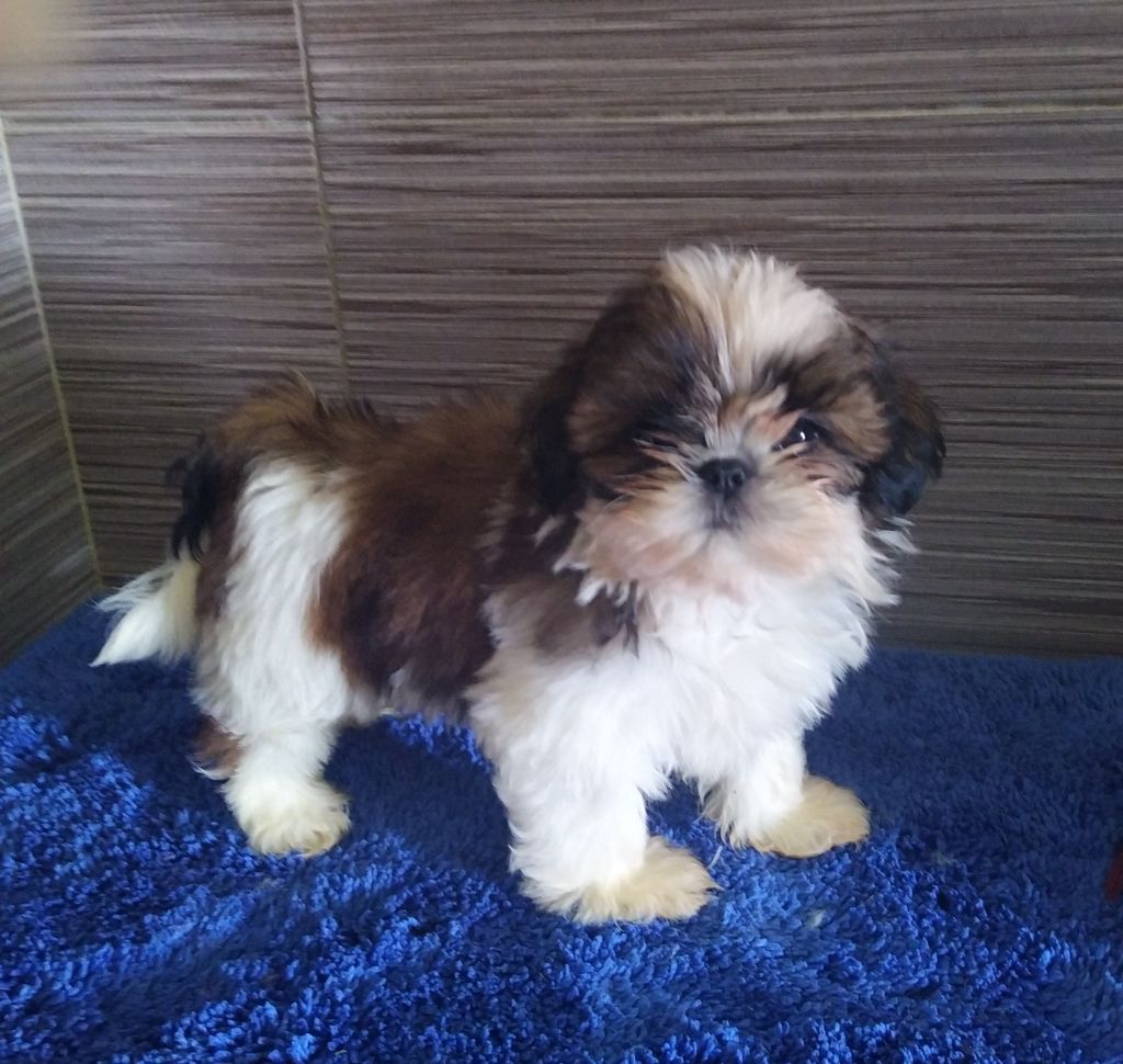 du Rivage des Nacres - Chiots disponibles - Shih Tzu