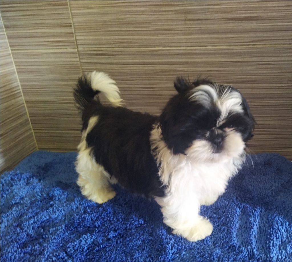 du Rivage des Nacres - Chiots disponibles - Shih Tzu
