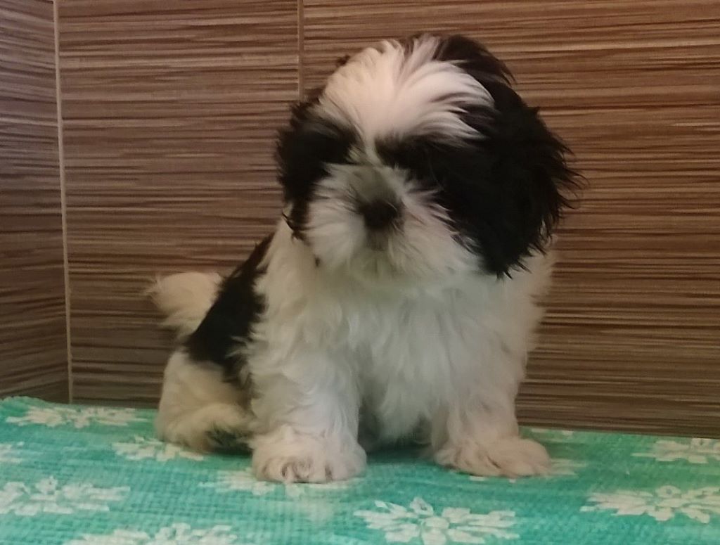 du Rivage des Nacres - Shih Tzu - Portée née le 05/05/2018