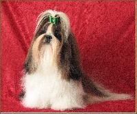 du Rivage des Nacres - Shih Tzu - Portée née le 22/02/2012